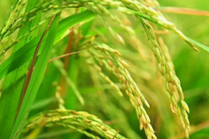 糧食重金屬檢測儀多少錢一臺？